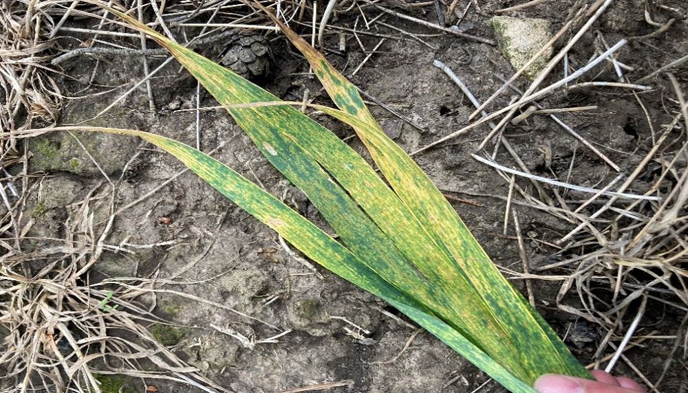 Unusual stress-related brown rust symptoms in an RL winter wheat trial